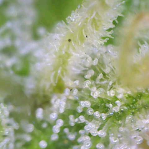 Orion F1  growlog timeline photo