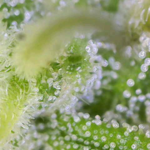 Orion F1  growlog timeline photo