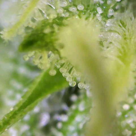 Orion F1  growlog timeline photo