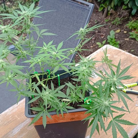 Orion F1  growlog timeline photo