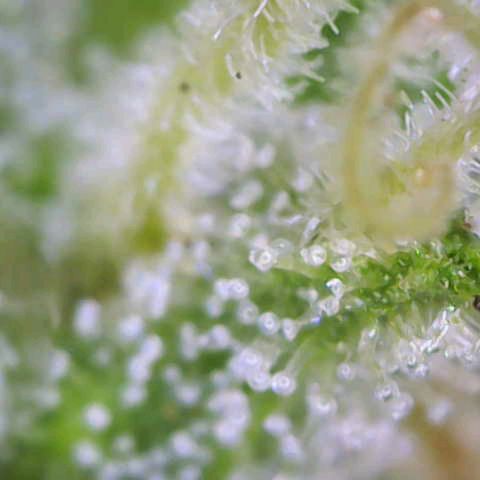 Orion F1  growlog timeline photo
