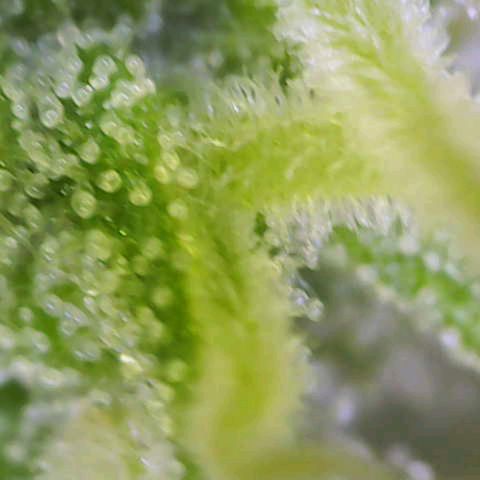 Orion F1  growlog timeline photo