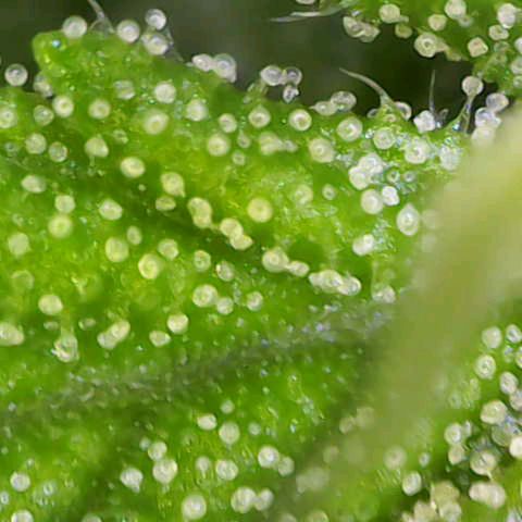 Orion F1  growlog timeline photo
