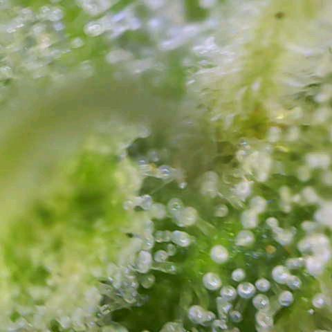 Orion F1  growlog timeline photo