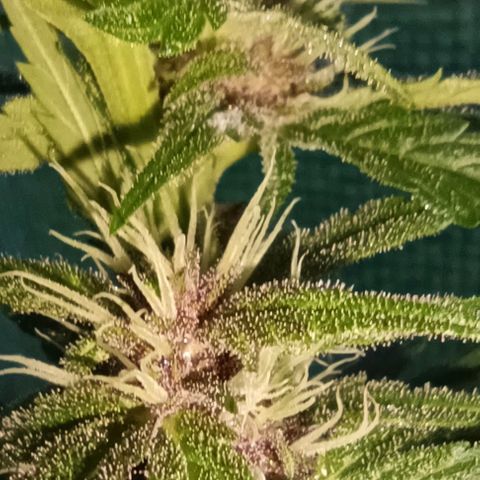 Green Gelato #2 growlog timeline photo