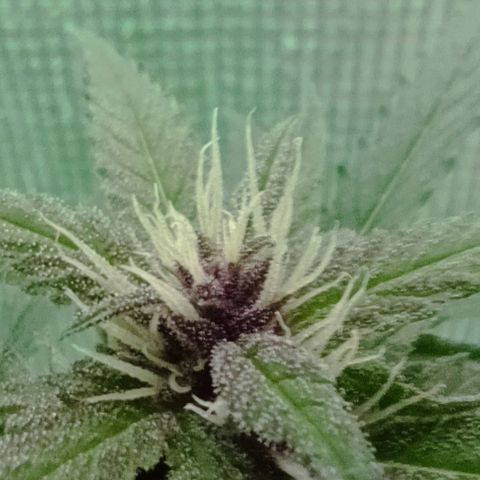 Green Gelato #2 growlog timeline photo