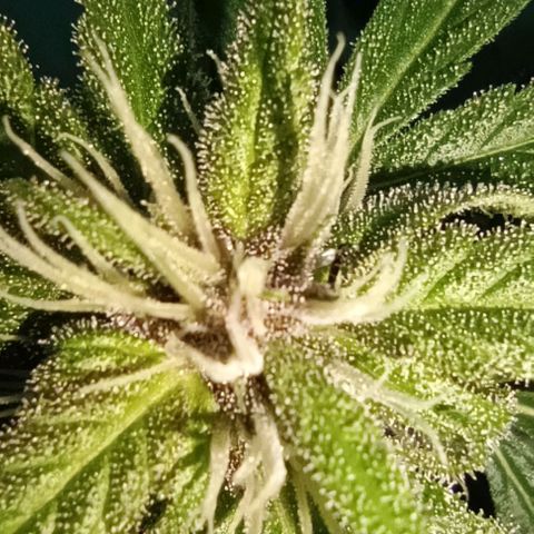 Green Gelato #2 growlog timeline photo