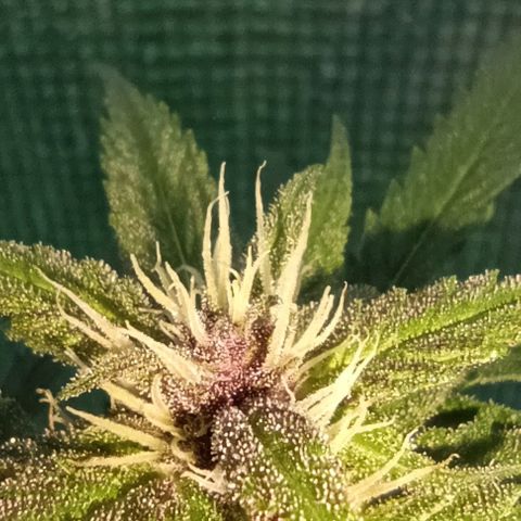 Green Gelato #2 growlog timeline photo