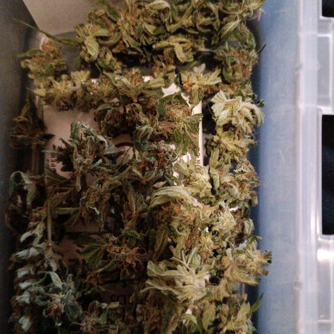 Titan #1 growlog timeline photo