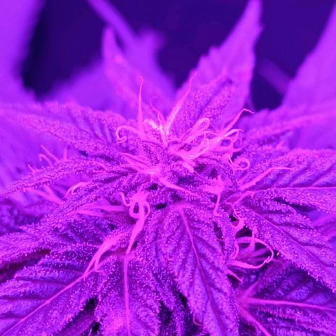 Hulkberry #1 growlog timeline photo