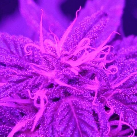 Hulkberry #1 growlog timeline photo