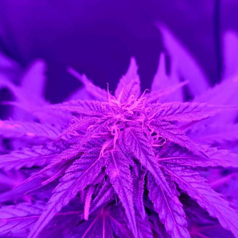 Hulkberry #1 growlog timeline photo
