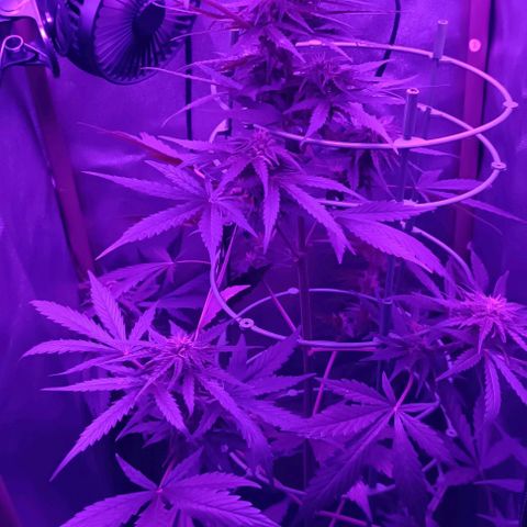 Hulkberry #1 growlog timeline photo