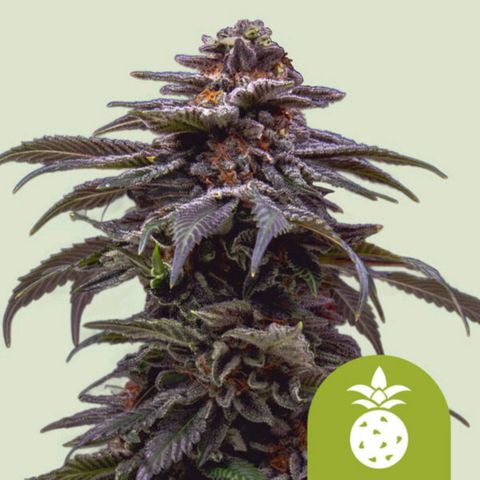 Tropicana Cookies Purple growlog photo