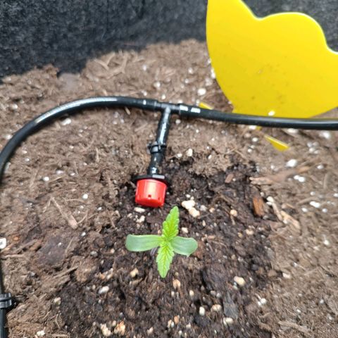 Bruce Banner #3 growlog timeline photo