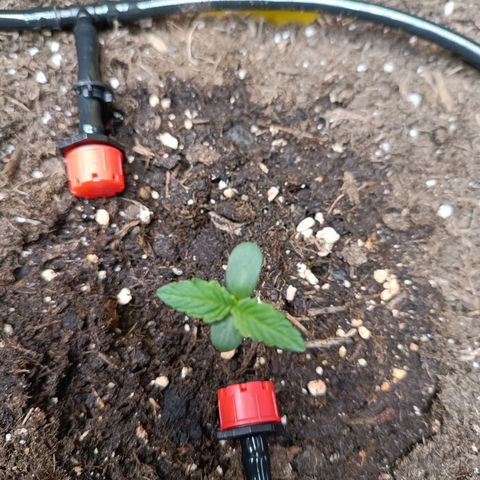 Epsilon F1  growlog timeline photo