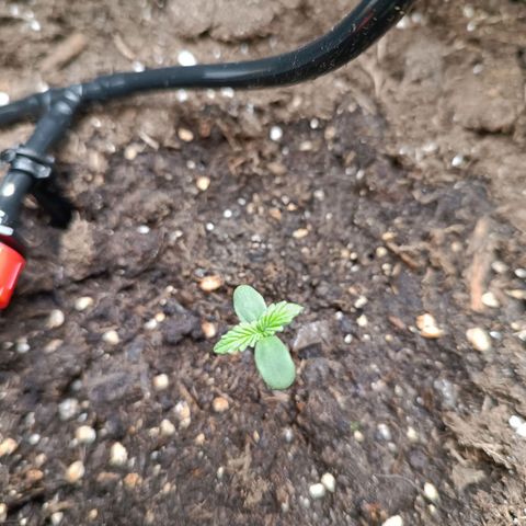 Tropicana Cookies Purple growlog timeline photo