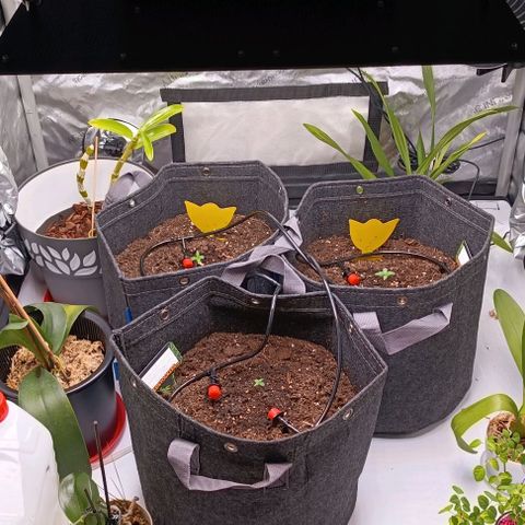 Tropicana Cookies Purple growlog timeline photo