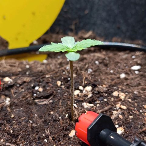 Epsilon F1  growlog timeline photo