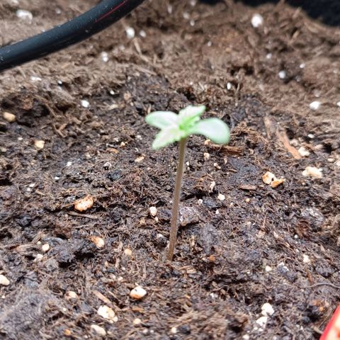 Tropicana Cookies Purple growlog photo