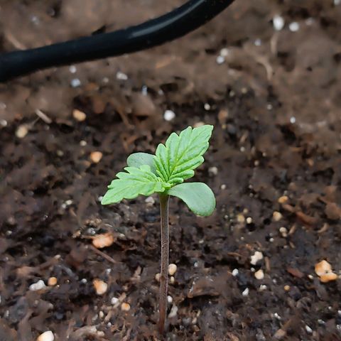 Tropicana Cookies Purple growlog timeline photo