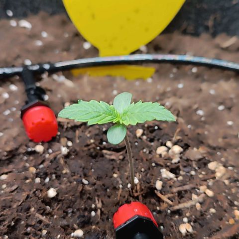 Epsilon F1  growlog timeline photo
