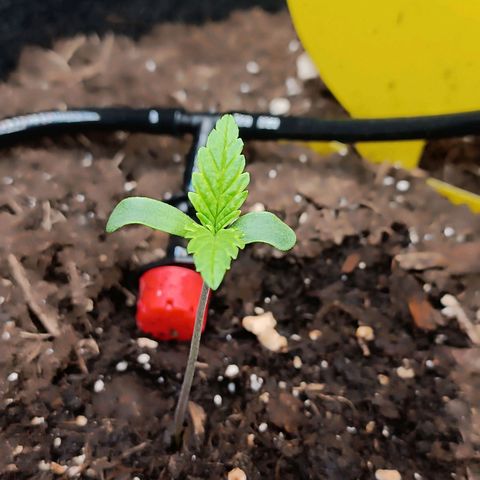 Bruce Banner #3 growlog timeline photo