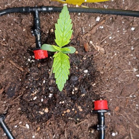 Bruce Banner #3 growlog timeline photo