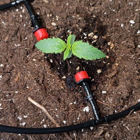 Epsilon F1  growlog timeline photo