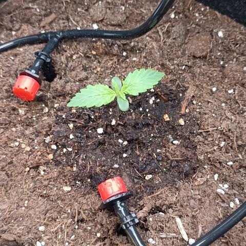 Tropicana Cookies Purple growlog timeline photo