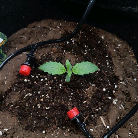 Tropicana Cookies Purple growlog timeline photo