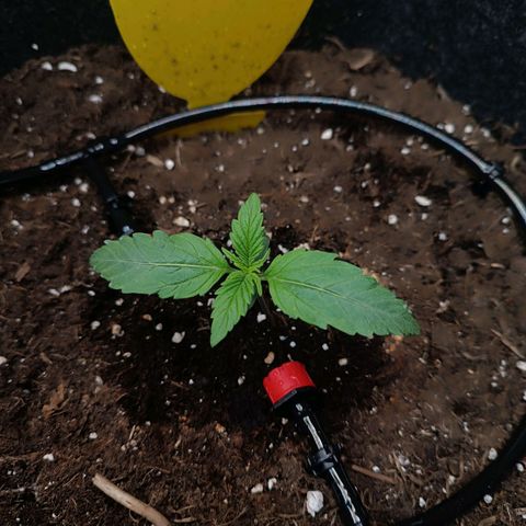 Epsilon F1  growlog timeline photo