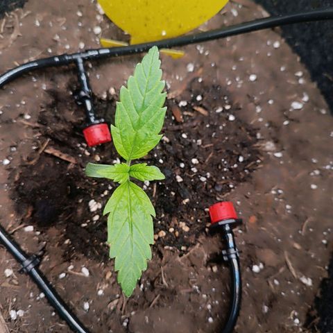 Bruce Banner #3 growlog timeline photo