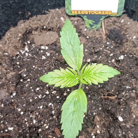 Bruce Banner #3 growlog timeline photo