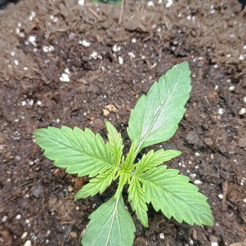 Epsilon F1  growlog timeline photo