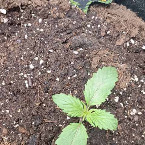 Tropicana Cookies Purple growlog timeline photo