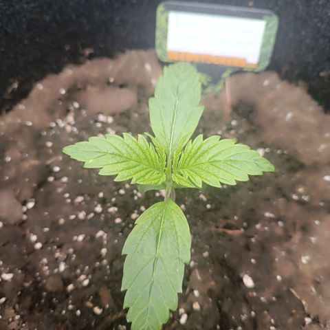 Bruce Banner #3 growlog timeline photo