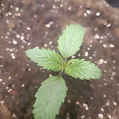 Tropicana Cookies Purple growlog timeline photo