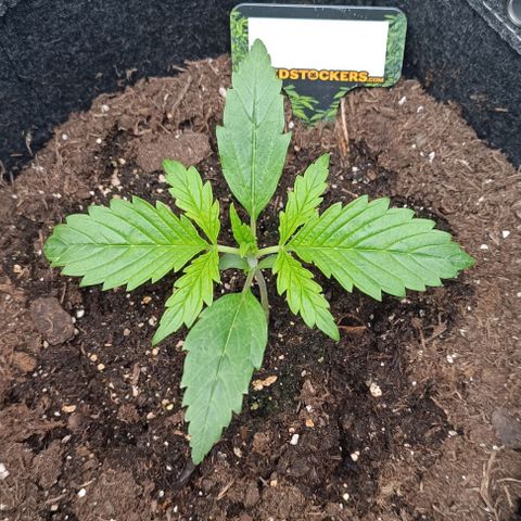 Bruce Banner #3 growlog timeline photo