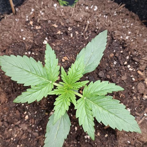 Epsilon F1  growlog timeline photo