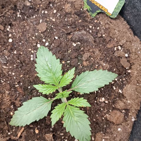 Tropicana Cookies Purple growlog timeline photo