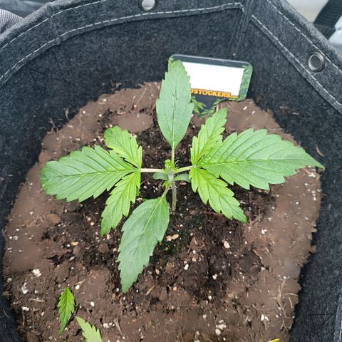 Bruce Banner #3 growlog timeline photo