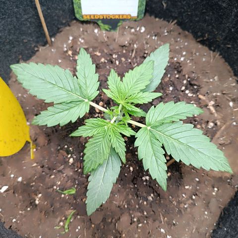 Epsilon F1  growlog timeline photo