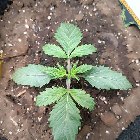 Tropicana Cookies Purple growlog timeline photo