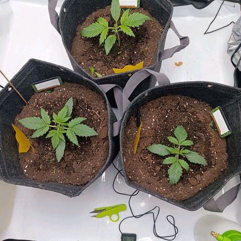 Tropicana Cookies Purple growlog timeline photo
