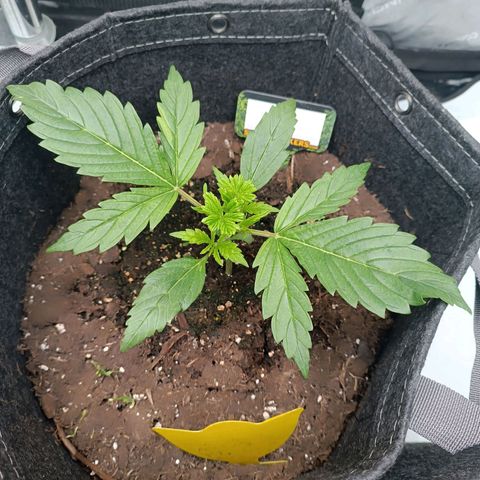 Bruce Banner #3 growlog timeline photo