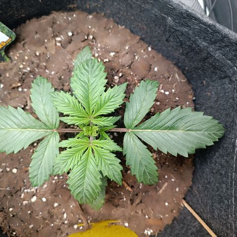 Tropicana Cookies Purple growlog timeline photo