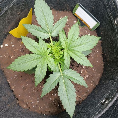 Epsilon F1  growlog timeline photo