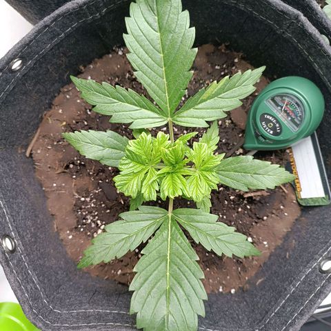 Bruce Banner #3 growlog timeline photo