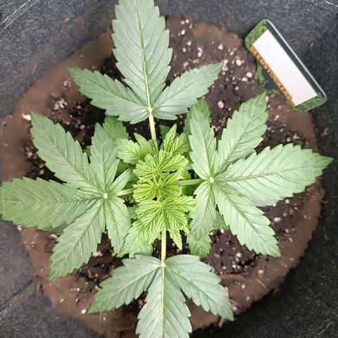 Epsilon F1  growlog timeline photo